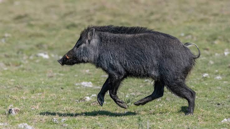 Chau asado de tira, hola jabalí: autorizan la comercialización de la plaga más sabrosa