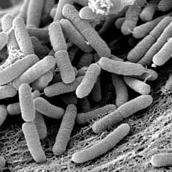 Alarma Sanitaria en Rusia: Un virus se habría liberado de un laboratorio siberiano y aíslan a unas 200 personas